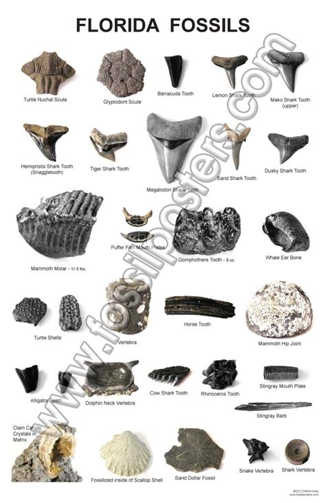 fossil teeth identification chart.